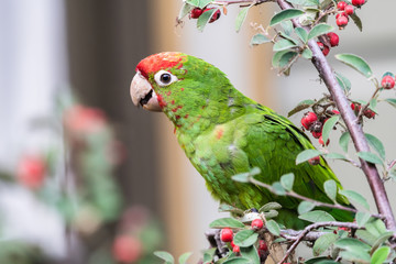 Cherry Headed Conure