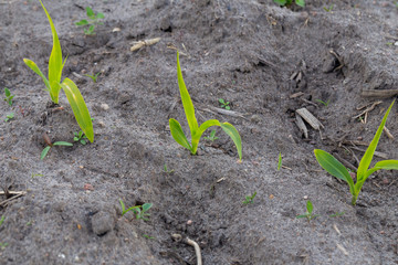 Young corn plants rising on the fields