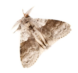 Brindled beauty moth (Lycia hirtaria) male isolated on white background
