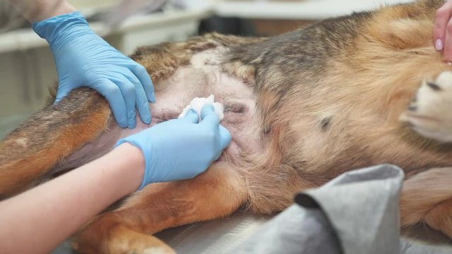 Postoperative examination in a dog at a veterinary clinic.