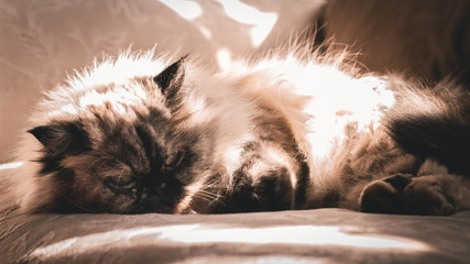 Fototapeta na wymiar La imagen muestra una linda gatita persa acostada en un sofá tomando sol