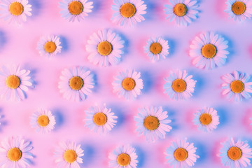 Closeup view of repetitive pattern af many chamomile flowers lit with multicolor neon light