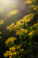  flowers of spring in the sunshine in the garden