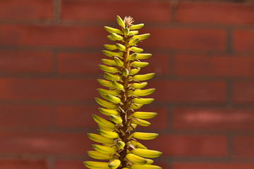 Aloe vera stem with flowers