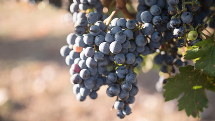 Cluster of purple grapes hanging from vine with green leaves and brown grass in background with shallow depth of field 