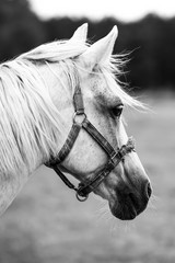 portrait of a horse © Edyta BB