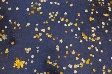 yellow leaves on wet asphalt top view