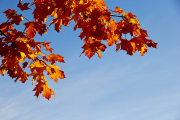 autumn oak leaves against a blue sky