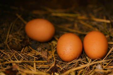 Close up of homemade chicken eggs on ground in henhouse.