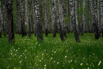 Panorama of white birch forest in summer, landscape banner.