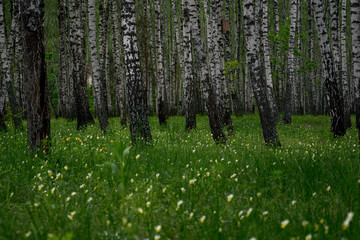 Fototapeta premium Panorama of white birch forest in summer, landscape banner.
