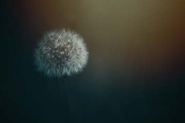 dandelion on a green background in the spring sun in closeup