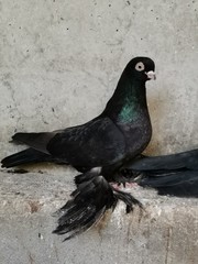 Black pigeon