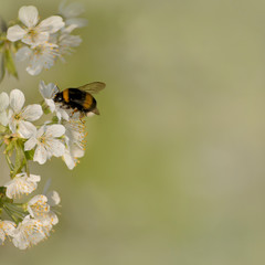 Bumblebee.