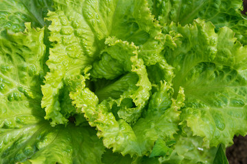 Fresh ripe head of lettuce cabbage (Lactuca sativa) with lots of leaves growing in homemade garden. Close-up. Organic farming, healthy food, BIO viands, back to nature concept