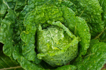 Fresh ripe head of savoy cabbage (Brassica oleracea sabauda) with lots of leaves and drops of dew growing in homemade garden. Closeup. Organic farming, healthy food, BIO viands, back to nature concept