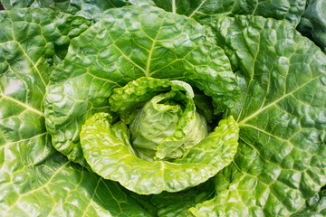 Fototapeta premium Fresh ripe head of savoy cabbage (Brassica oleracea sabauda) with lots of leaves growing in homemade garden. Close-up. Organic farming, healthy food, BIO viands, back to nature concept