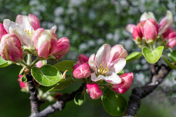 Pink apple blossom in the garden, close up.