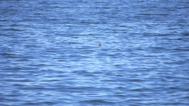 seal in the water of lake Baikal