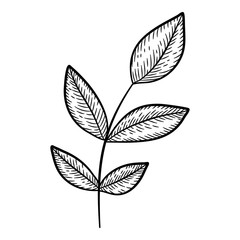 Summer leaf branch icon, hand drawn style