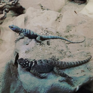 Two Lizards In Sand