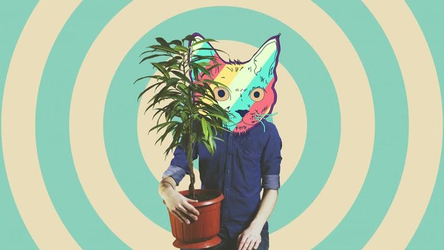 Minimal art design. Cat in a shirt with a house plant. Colorful minimal style, retro kitty at the hypnotic background.