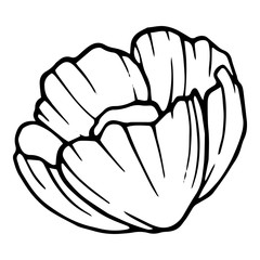 Morning garden peony icon. Hand drawn illustration of morning garden peony vector icon for web design