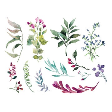 Watercolor illustration. Botanical set of twigs, wild flowers, leaves and herbs