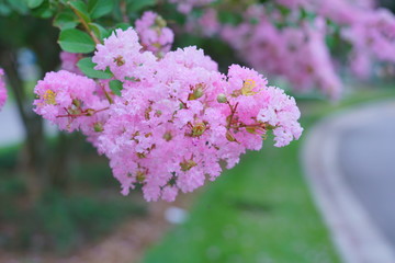 Pink crepe myrtle flower in spring