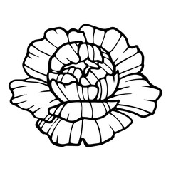 Romantic peony flower icon. Hand drawn illustration of romantic peony flower vector icon for web design