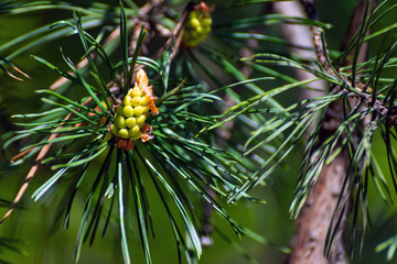 the beginning of the growth of pine cones