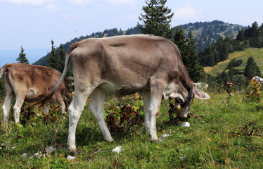Beautiful gray individual with a white line on his back grazes in the western Austrian Alps near Salzburg. It is fed the most organic grass for the perfect milk of the highest quality