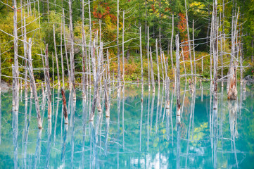 Fototapeta na wymiar Beautiful early Autumn view of Shirogane blue pond or aoike in Biei town in Hokkaido, Japan.