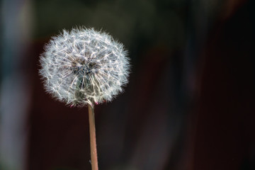 Fototapeta premium ripened dandelion flower on a dark background