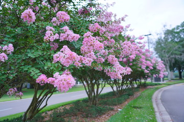 Pink crepe myrtle flower in spring