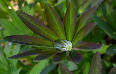 Lupine leaves, dew, water after rain in the leaves. Macro photo of lupine leaves.