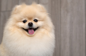 Purebred Pomeranian dog