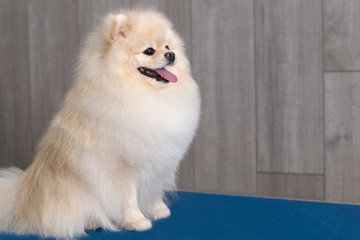 Cute Pomeranian puppy dog