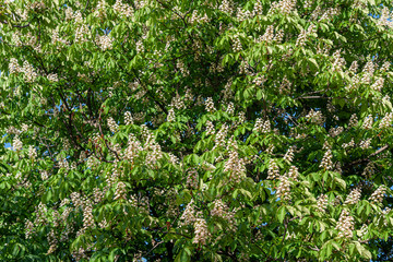 Chestnut tree blooming in the park, background.
