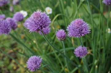 ciboulette en fleur au potager
