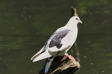 image off white pigeon standing on a broken branch

