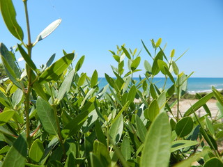 Leaves on the Beach!!