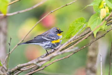 Yellow Rumped Warbler