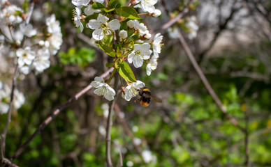 A bee on a cherry blossom. In spring, the bee pollinates the flowers. Small details close-up.