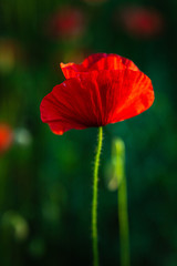 Fototapeta premium głęboka czerwień pięknego maku