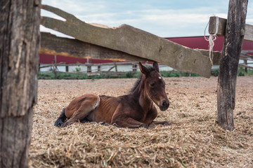 A brown little colt. Small horse, farm.