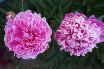 duo de pivoines roses