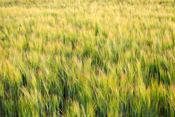 green wheat field