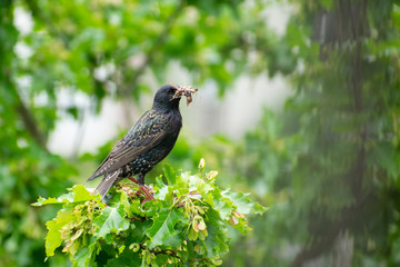 Starling Dinner