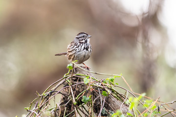 Song Sparrow